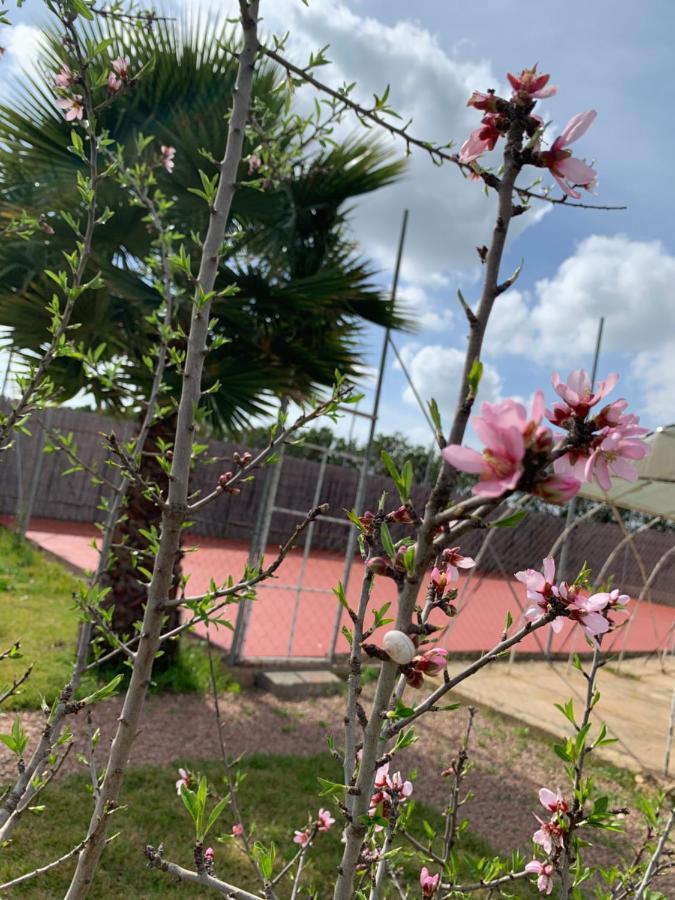 Palm Grove Farm Villa Tit Mellil Екстериор снимка