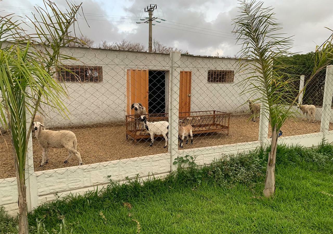 Palm Grove Farm Villa Tit Mellil Екстериор снимка